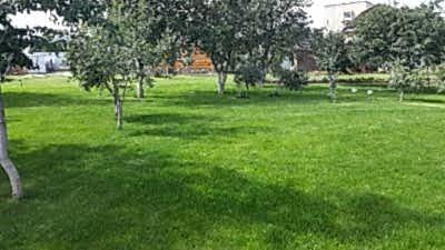 газонная трава