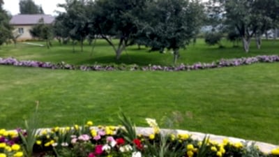 рулонный газон