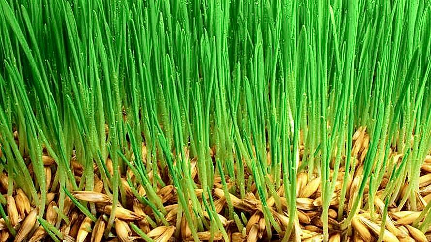 семена газонных трав